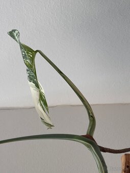 Monstera albo - 6