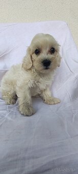 Malé dievčatká Micro Maltipoo - 6