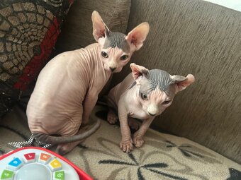 Sphynx - 6