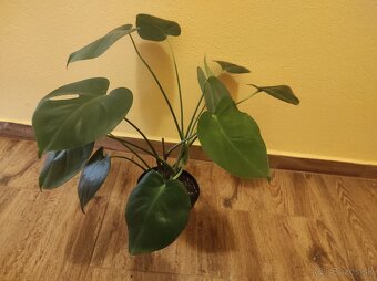 MONSTERA DELICIOSA - 6