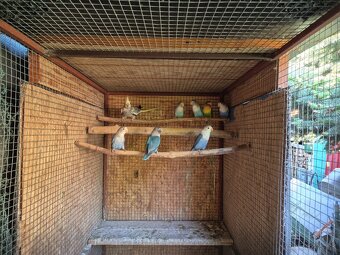 Agapornis - 6