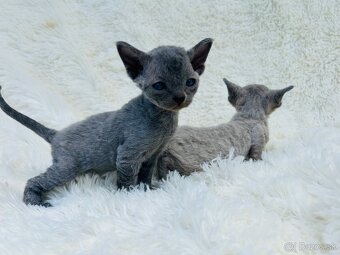 Devon Rex. Modré mačky na výber. Cena za jedného. z PP - 6