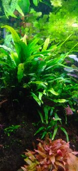 Akvatera, rastliny, krevetky , šváby a iné - 6