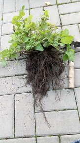 Sadenice byliniek - 6