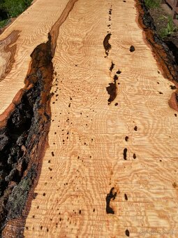 JASEŇOVÉ REZIVO OLIVE ASH / Očkové drevo / Live edge - 6