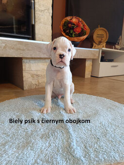 Nemecký boxer s PP - 6