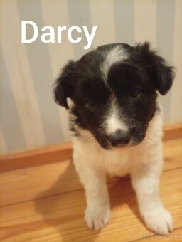 Border kólia LARA - 6