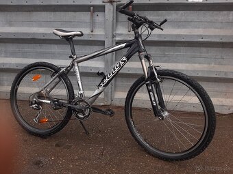 Kellys salamander - 6