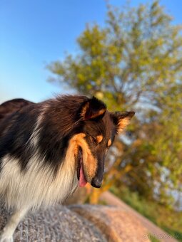 dlhosrstá kólia - 6