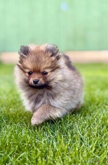Pomeranian trpazličí špic - 6