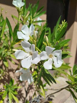 Predám oleander - 6