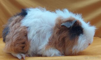 Morčatá rôznych plemien - 6