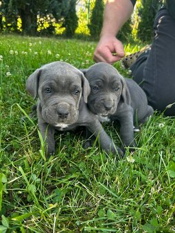 Cane Corso - 6