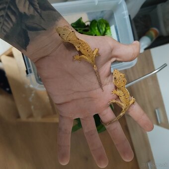 Pagekon riasnatý/Correlophus ciliatus - 6