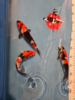 Koi kapor - 6