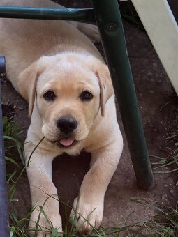 Labrador šteniatka s PP - 6
