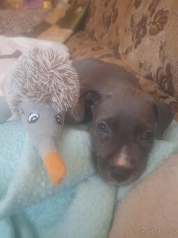 Americký stafordšírsky teriér 🐶 - 6