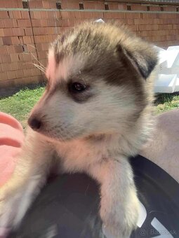 Steniatka Malamuta - 6