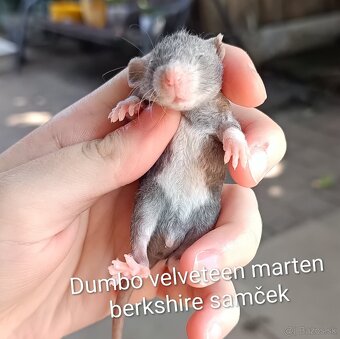 ❤ Exkluzívne dumbo, velveteen potkaníky - 6