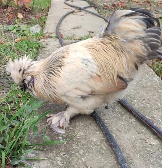 Kohút - hodvábnička zdrobnená - USA - 6