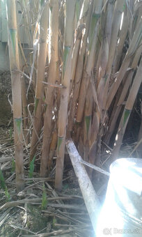 TRSTINA OBROVSKÁ - 6