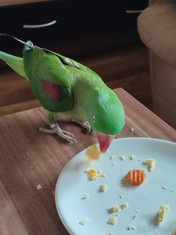 Alexander Veľký ručne dokŕmený pár - 6