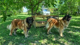 Leonberger s PP - 6
