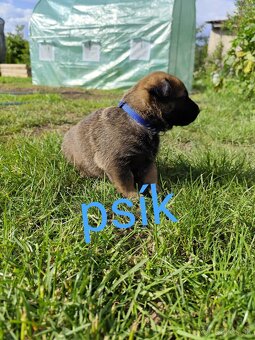 Belgický ovčiak Malinois / Nemecký ovčiak - 6