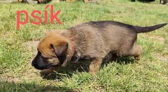 Belgický ovčiak Malinois / Nemecký ovčiak - 6