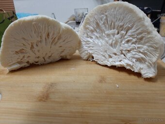 Hliva,Shitake,Maitake,Koralovec a iné - 6