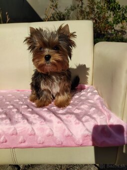 Yorkshire terrier - 6