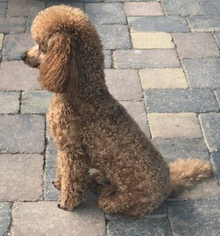 Maltipoo šteniatka - 6