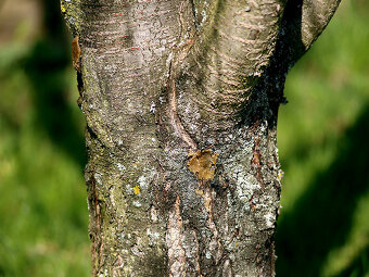 Hanimar Auto "S" 135mm / F2,8 / M42 / Japan - 6