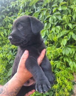 Šteniatka labrador x NO - 6
