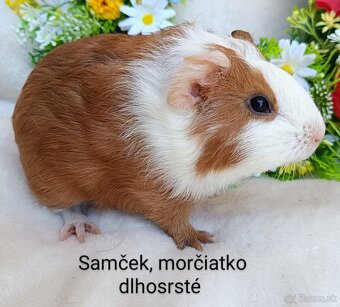 Morča/Morčiatka samčekovia - 6