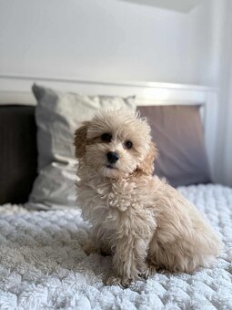 Maltipoo beige - 6