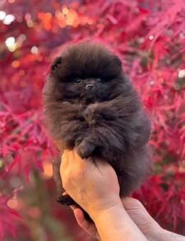 Pomeranian - 6