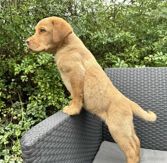 šteniatka labrador a IHNEĎ - 6