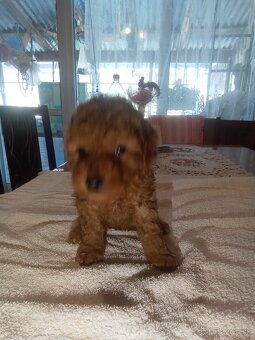 Toy pudel pudlik - 6