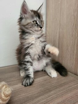 Mačička Maine Coon - 6