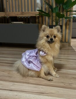Pomeranian - 6