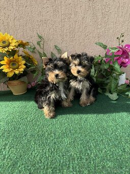 York, Yorkshire, Yorkshirsky terier, mini yorkshire samec - 6