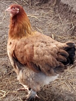 Mládky brahmanky - 6