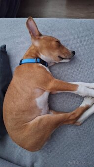Basenji 3 mesacne steniatko - 6