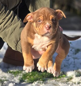 American Bully štandard - 6