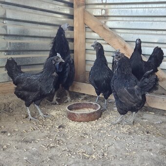 Chovny kmeň Ayam cemani - 6
