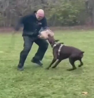 Doberman šteniatka s PP - 6