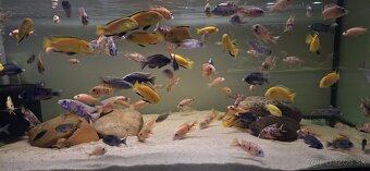 Africke cichlidy malawi - 6