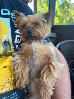 yorkshire terrier - krytie - 6