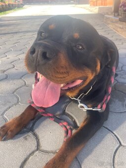 Rottweiler Rotvajler RTW krytie - 6